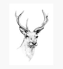 Deer Antlers Stag Head Photographic Print