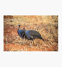 Kenya. Samburu National Reserve. Vulturine Guineafowls. Photographic Print