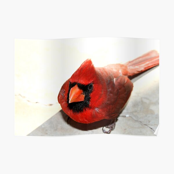 Red Cardinal (Featured) Texas Group Poster