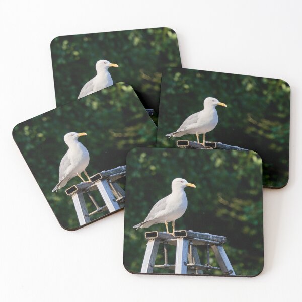 Item preview, Standing still. European herring gull designed and sold by Jouko Lehto Photography.