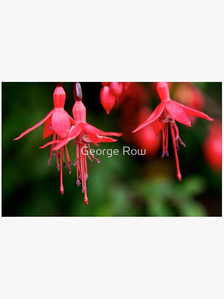 Fuchsia Hedge at Loch Na Fooey 3 by VeryIreland