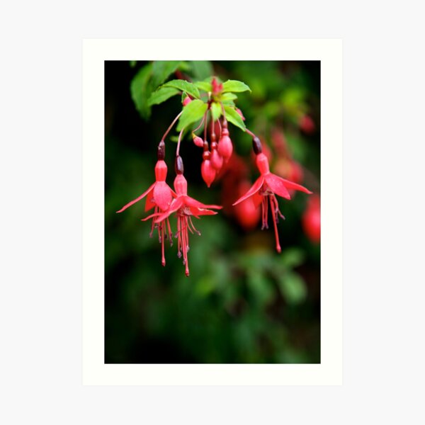 Fuchsia Hedge at Loch Na Fooey 3 Art Print
