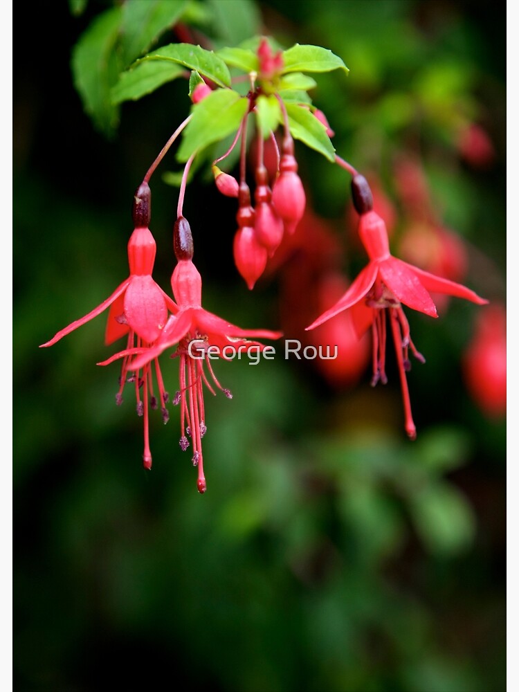 Fuchsia Hedge at Loch Na Fooey 3 by VeryIreland