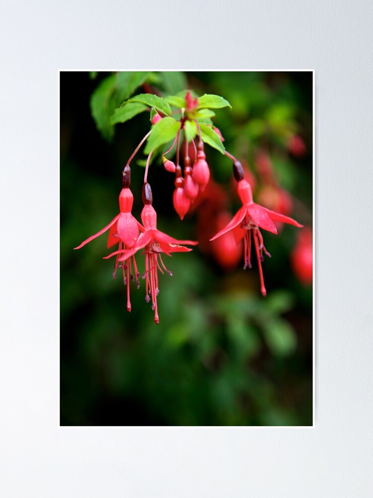 Alternate view of Fuchsia Hedge at Loch Na Fooey 3 Poster