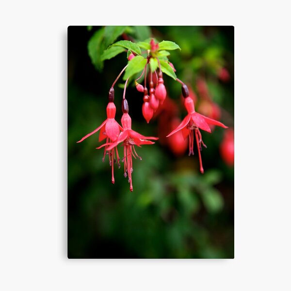 Fuchsia Hedge at Loch Na Fooey 3 Canvas Print