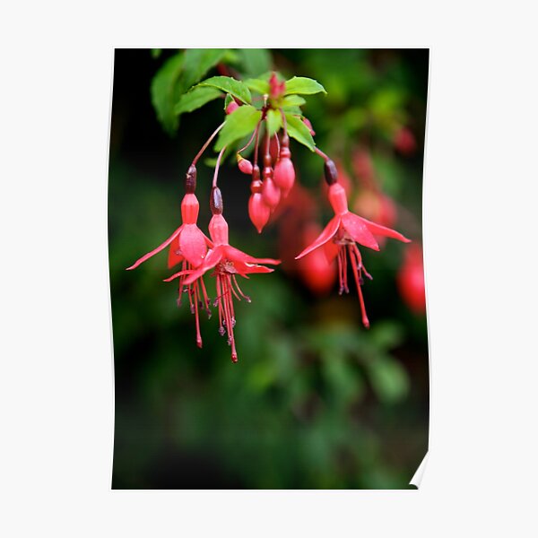 Fuchsia Hedge at Loch Na Fooey 3 Poster