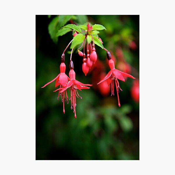Fuchsia Hedge at Loch Na Fooey 3 Photographic Print
