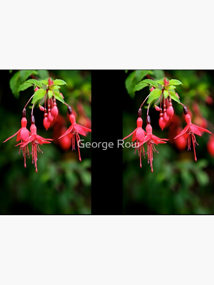 Fuchsia Hedge at Loch Na Fooey 3 by VeryIreland