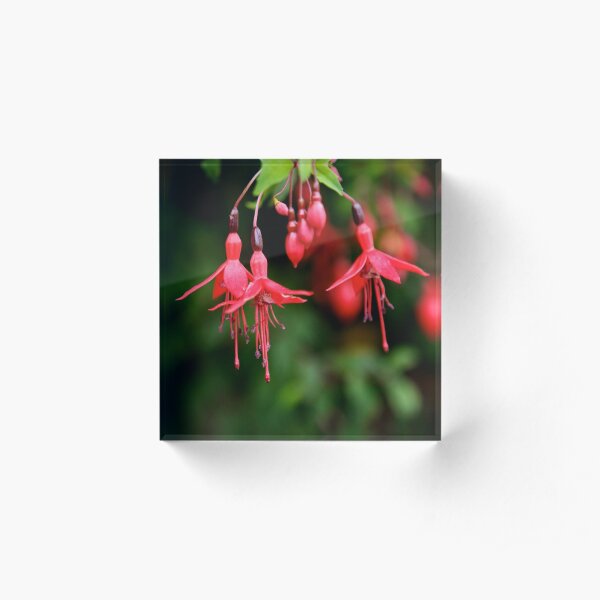 Fuchsia Hedge at Loch Na Fooey 3 Acrylic Block