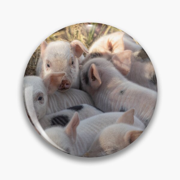 Item preview, Piglet Huddle designed and sold by Carolyn's Captures - Original Photohgraphy.