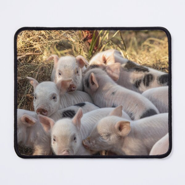 Item preview, Piglet Huddle designed and sold by Carolyn's Captures - Original Photohgraphy.