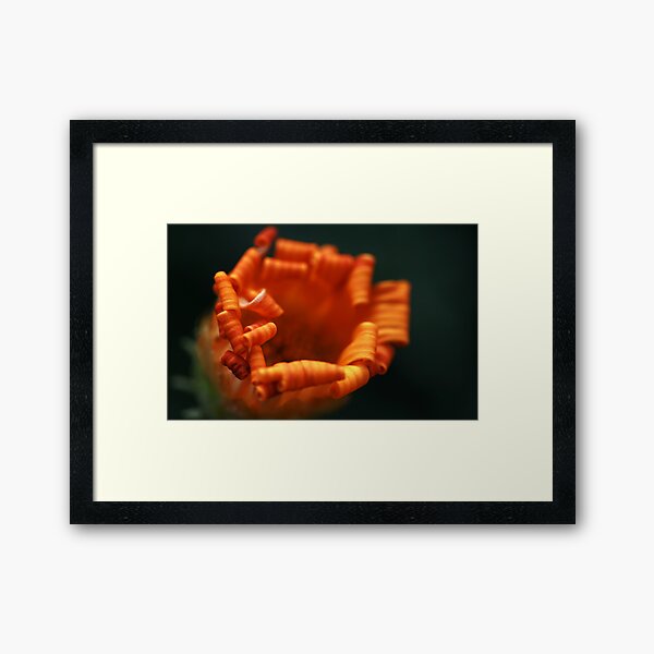 Goldilocks Framed Art Print