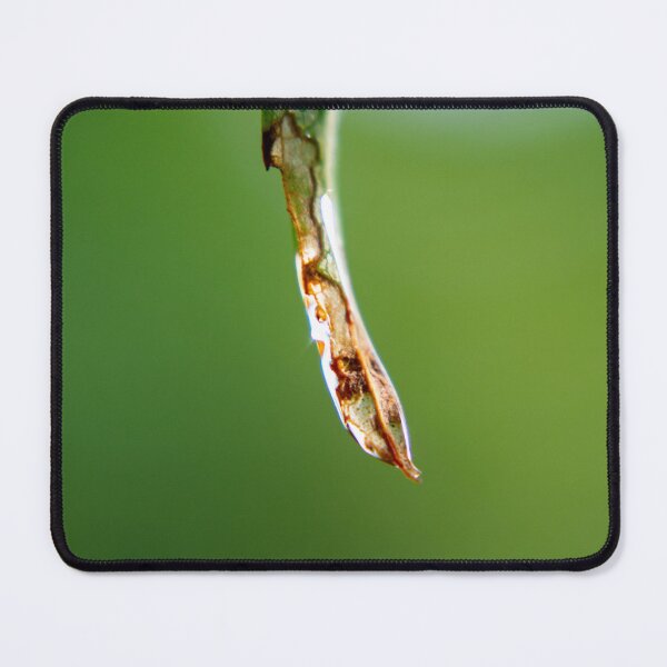 Item preview, Water Droplet On End Of Leaf Macro Photograph designed and sold by JMDesignHouse.