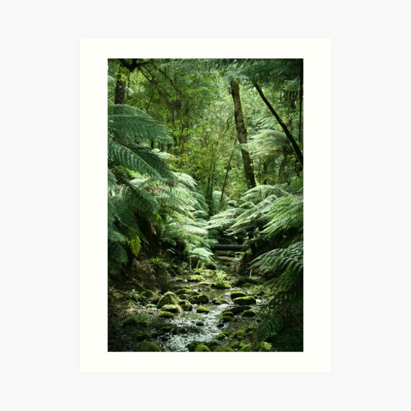 Tarra-Bulga National Park Art Print