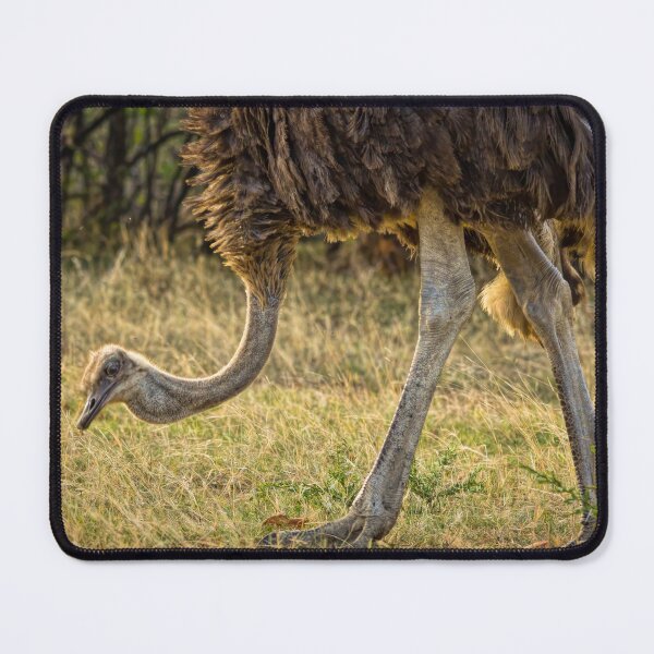 Item preview, Walking with Ostriches designed and sold by Viv Thompson Photography .
