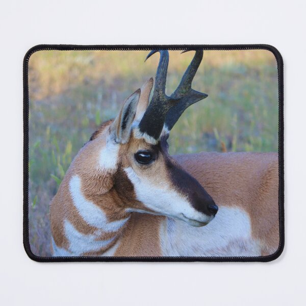 Item preview, Splendid Pronghorn designed and sold by simonjayphotos.