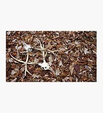 Amongst the leaves Photographic Print