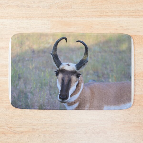Item preview, Lovely Pronghorn designed and sold by simonjayphotos.