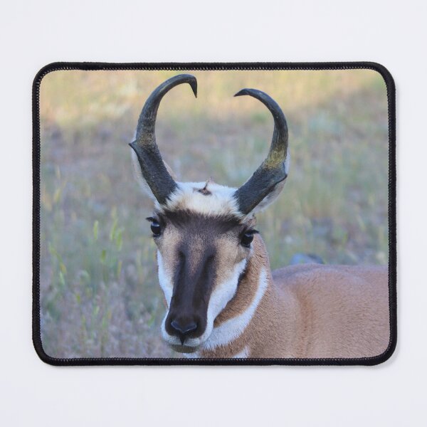 Item preview, Lovely Pronghorn designed and sold by simonjayphotos.