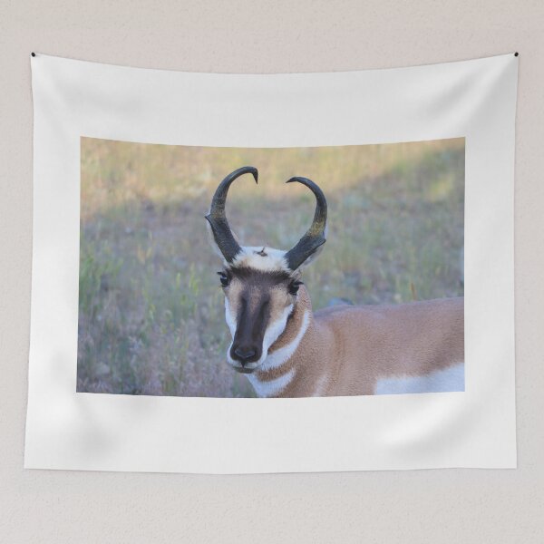 Item preview, Lovely Pronghorn designed and sold by simonjayphotos.