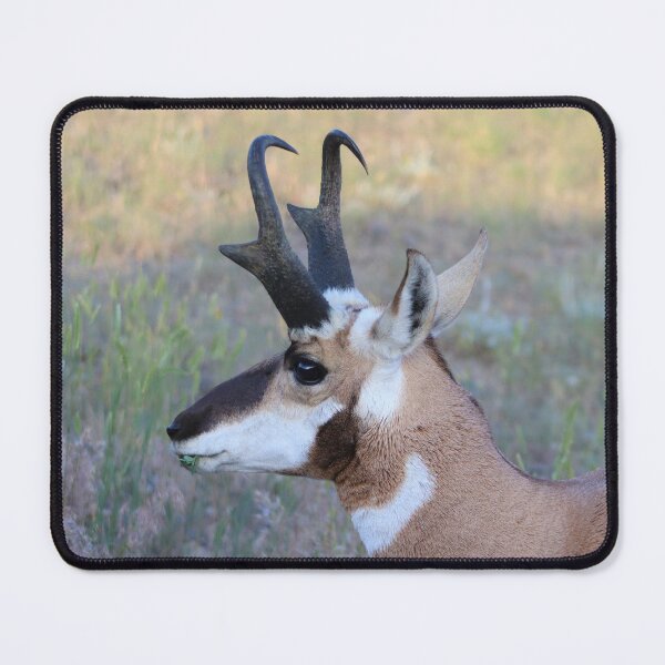 Item preview, Handsome Pronghorn  designed and sold by simonjayphotos.