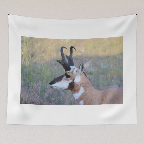 Item preview, Handsome Pronghorn  designed and sold by simonjayphotos.