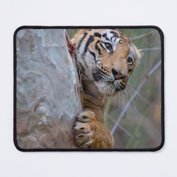 Item preview, Tiger of India designed and sold by Captive-Moment.