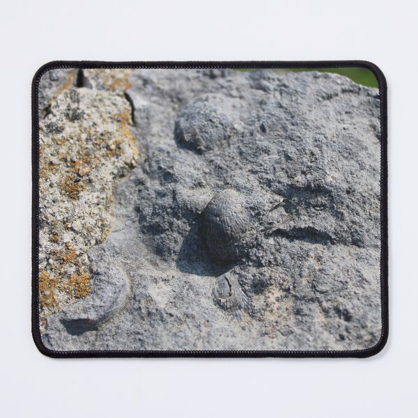 Item preview, Fossil in stone designed and sold by gratogratto.