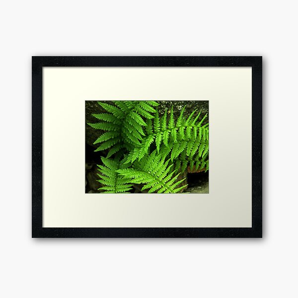 Ferns Framed Art Print