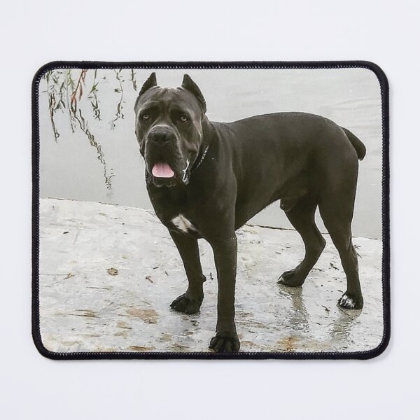 Item preview, a big dog on the edge of the river, scares passers-by cane corso designed and sold by BS-animals.