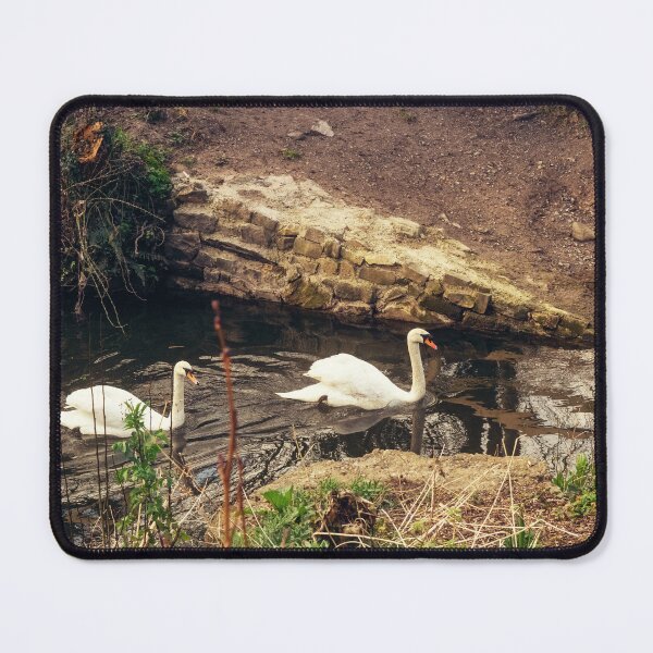 Item preview, Irish swans having an evening swim designed and sold by MoogieAndSons.