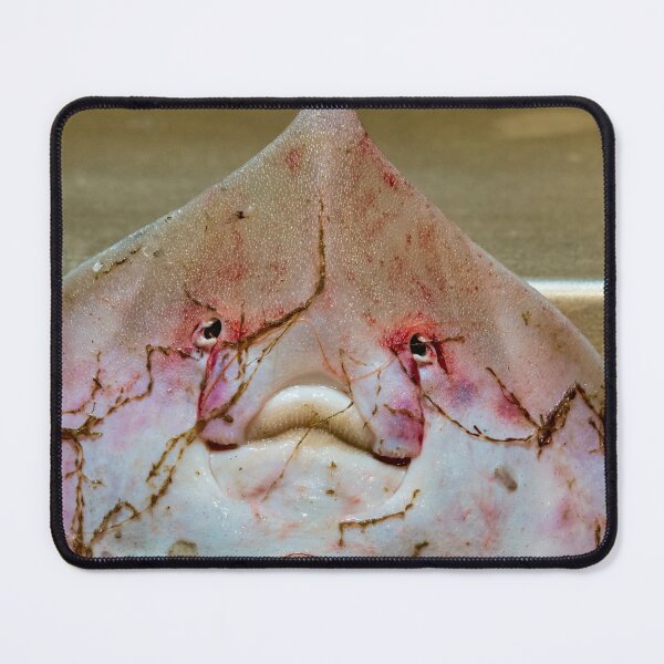 Item preview, Thornback ray designed and sold by troianifabrizio.