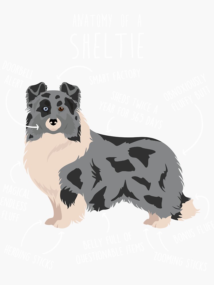 Bi blue merle clearance sheltie