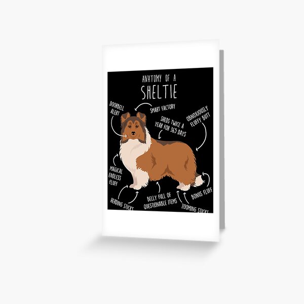 Item preview, Sheltie Shetland Sheepdog Anatomy designed and sold by Clara Hollins.