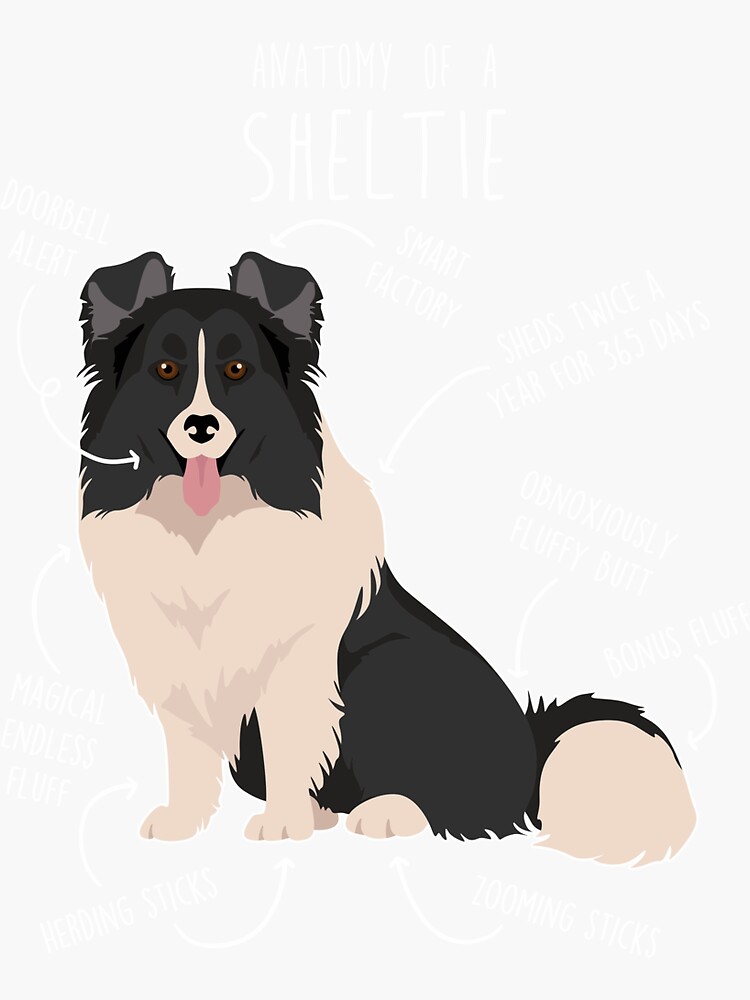 Bi best sale black sheltie