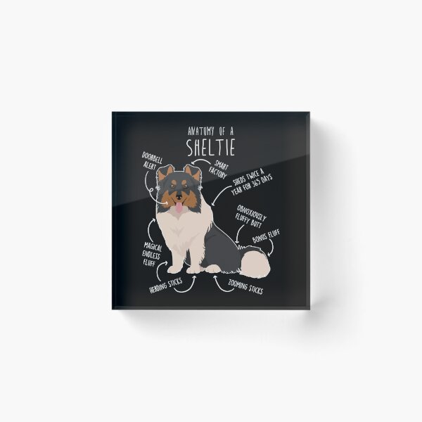 Item preview, Tri Color Sheltie Shetland Sheepdog Anatomy designed and sold by Clara Hollins.