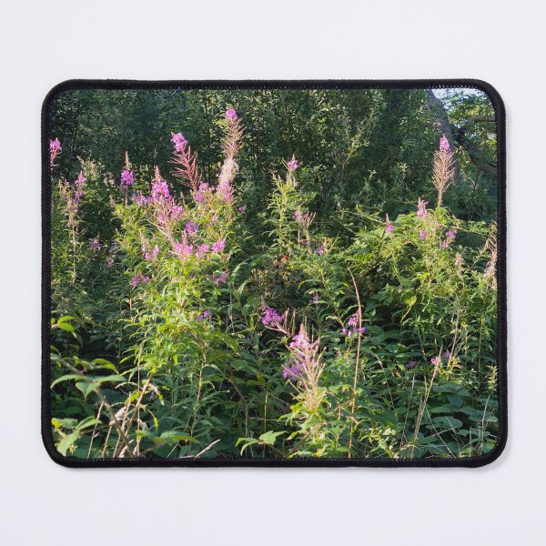 Item preview, Rosebay Willow Herb Panorama designed and sold by Paddyb17.