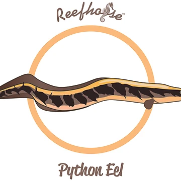 Artwork thumbnail, Python Eel by KaplanCrypto