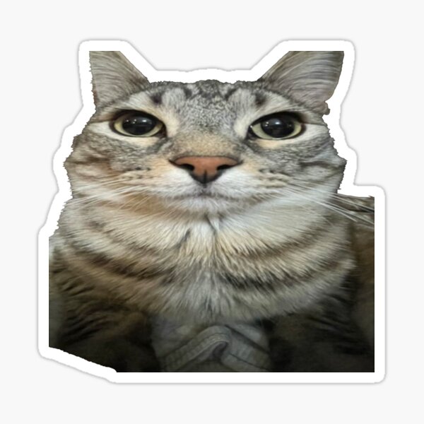 Cat Memes Stickers on the App Store