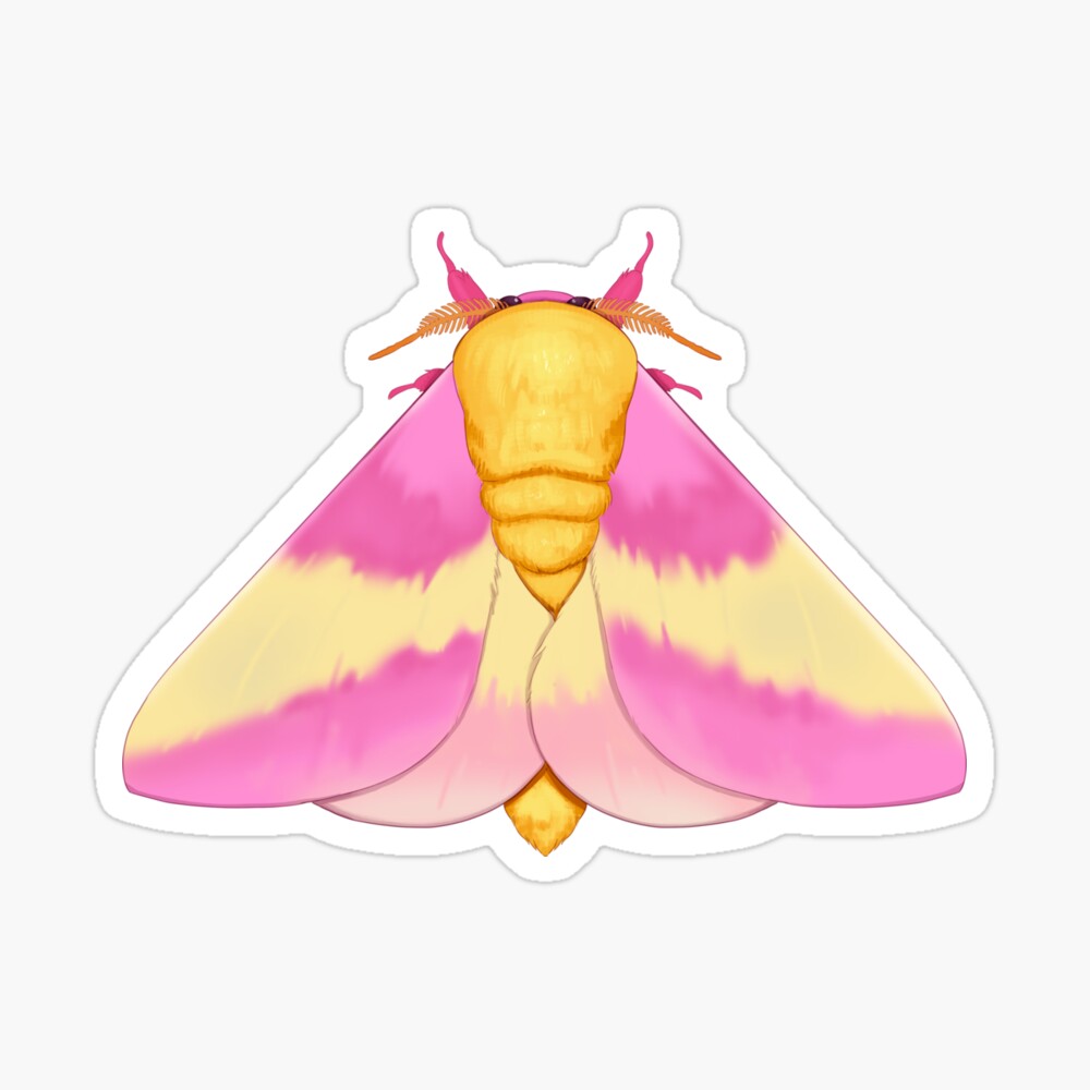 Rosy Maple Moth Poster By Jungabeast Redbubble