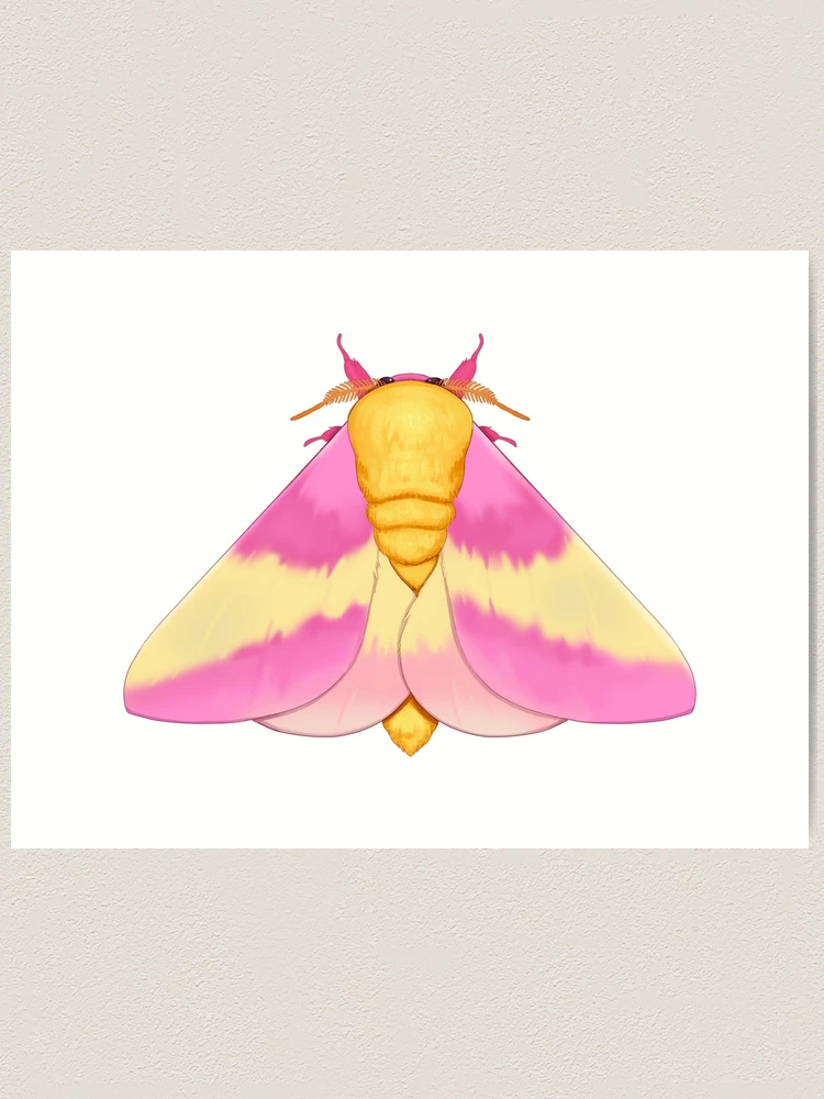 Rosy maple moth, an art print by pikaole - INPRNT