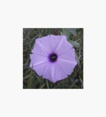 purple flower Art Board