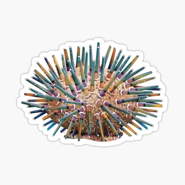Sea Urchin Sticker