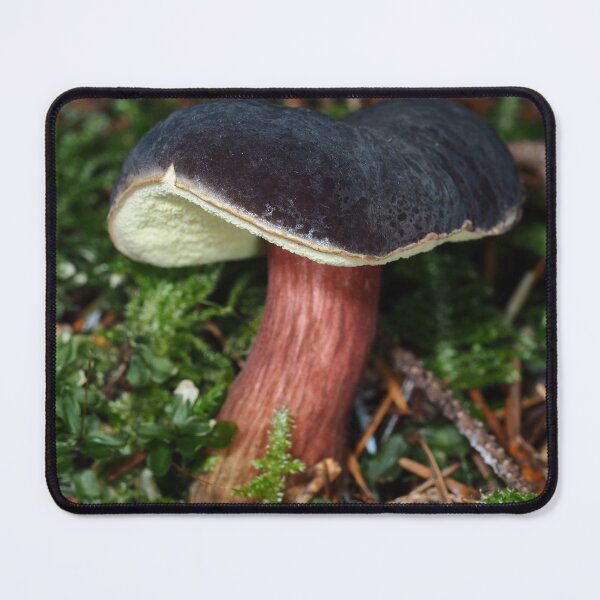 Item preview, Young Zeller's Bolete mushroom designed and sold by SDym Photography.