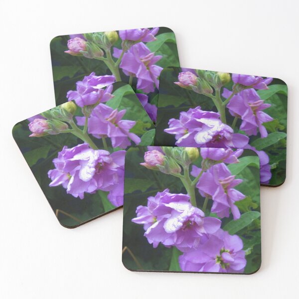 Item preview, Purple Double Stocks - Matthiola incana designed and sold by lezvee.
