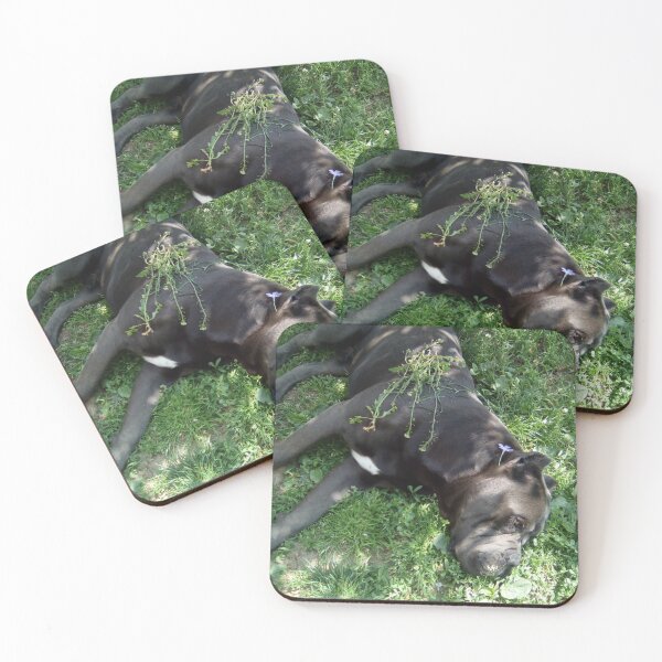 Item preview, a big dog carelessly lies on the grass cane corso  designed and sold by BS-animals.