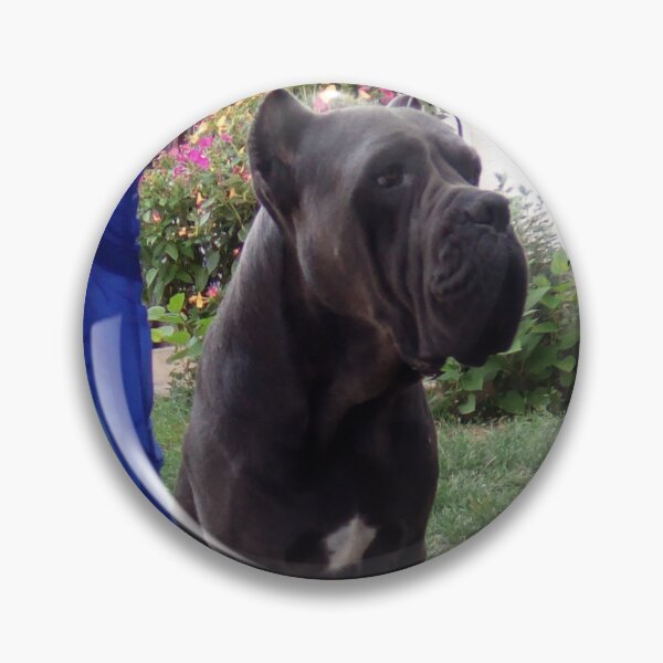 Item preview, a big dog next to the tent cane corso  designed and sold by BS-animals.