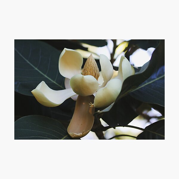 Item preview, Magnolia designed and sold by ASTRID EWING.