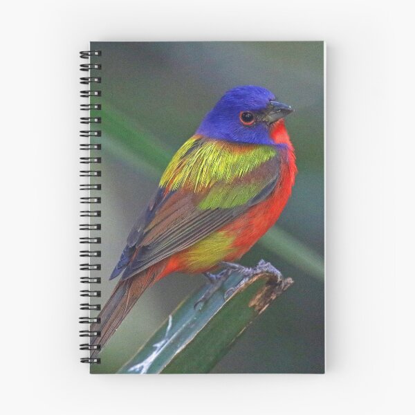 Item preview, Painted Bunting designed and sold by Anthony Goldman.