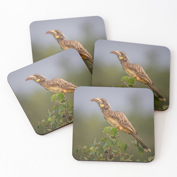 Item preview, African Gray Hornbill Tanzania Africa designed and sold by PhotoArt by Joan Carroll.